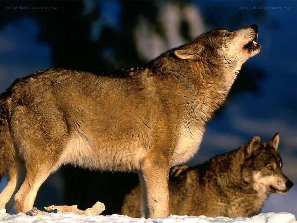 Wolves howling in the snow