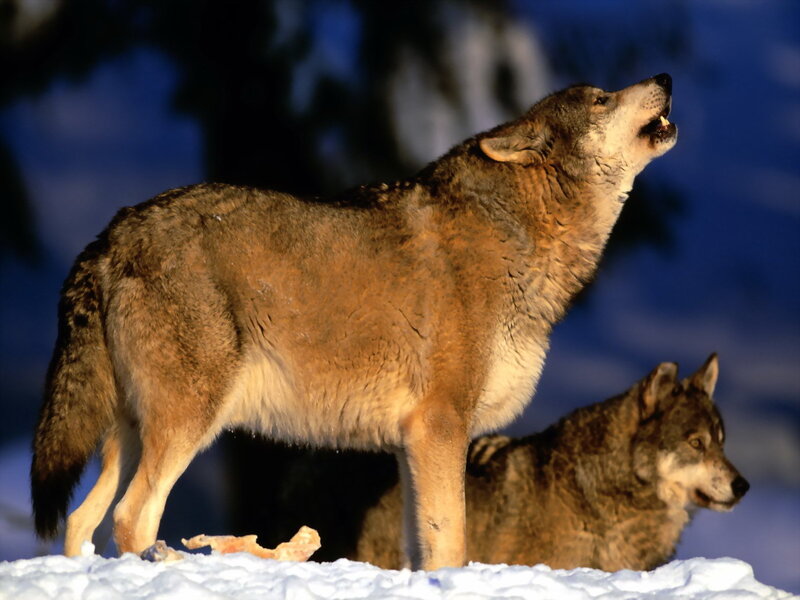 Wolves howling in the snow