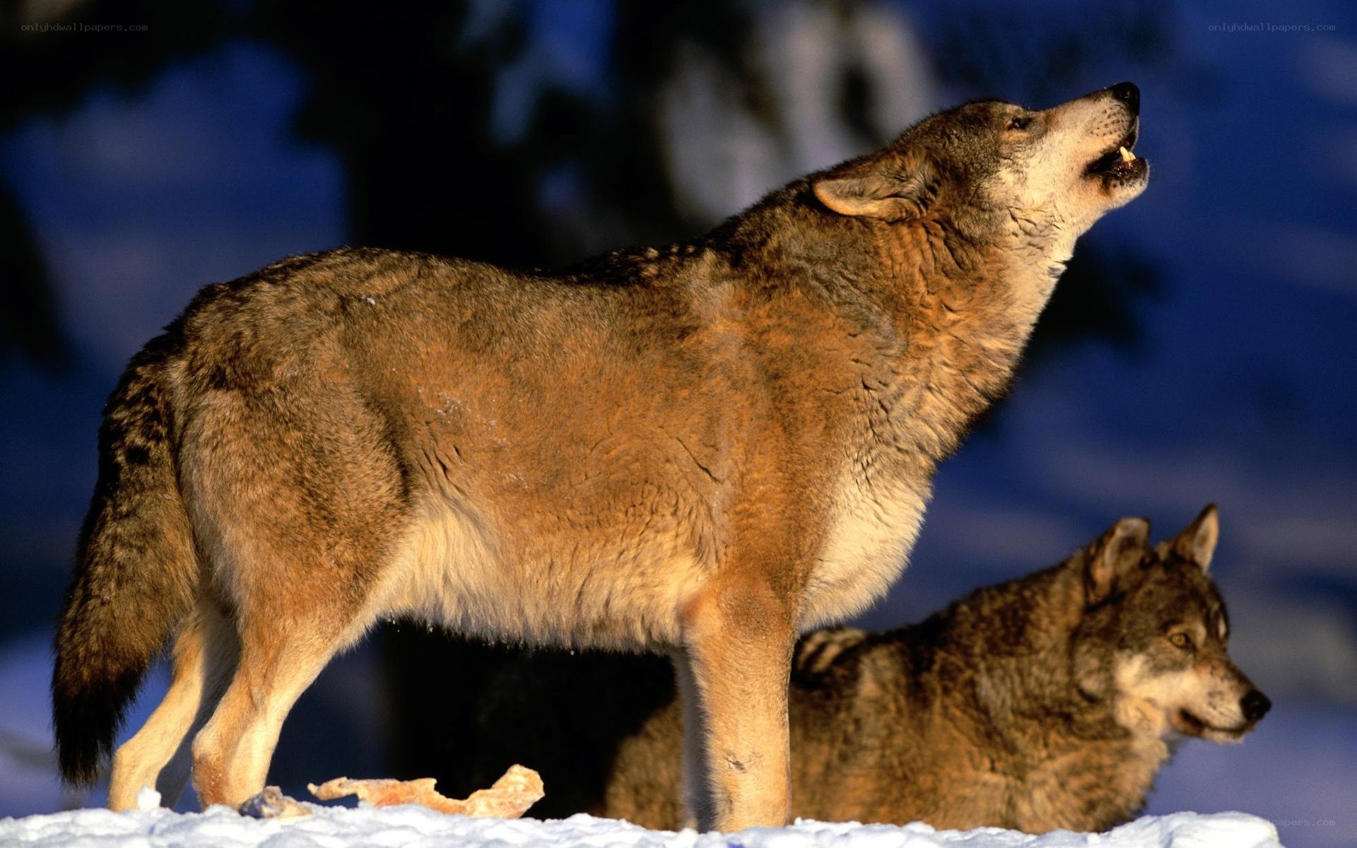 Wolves howling in the snow