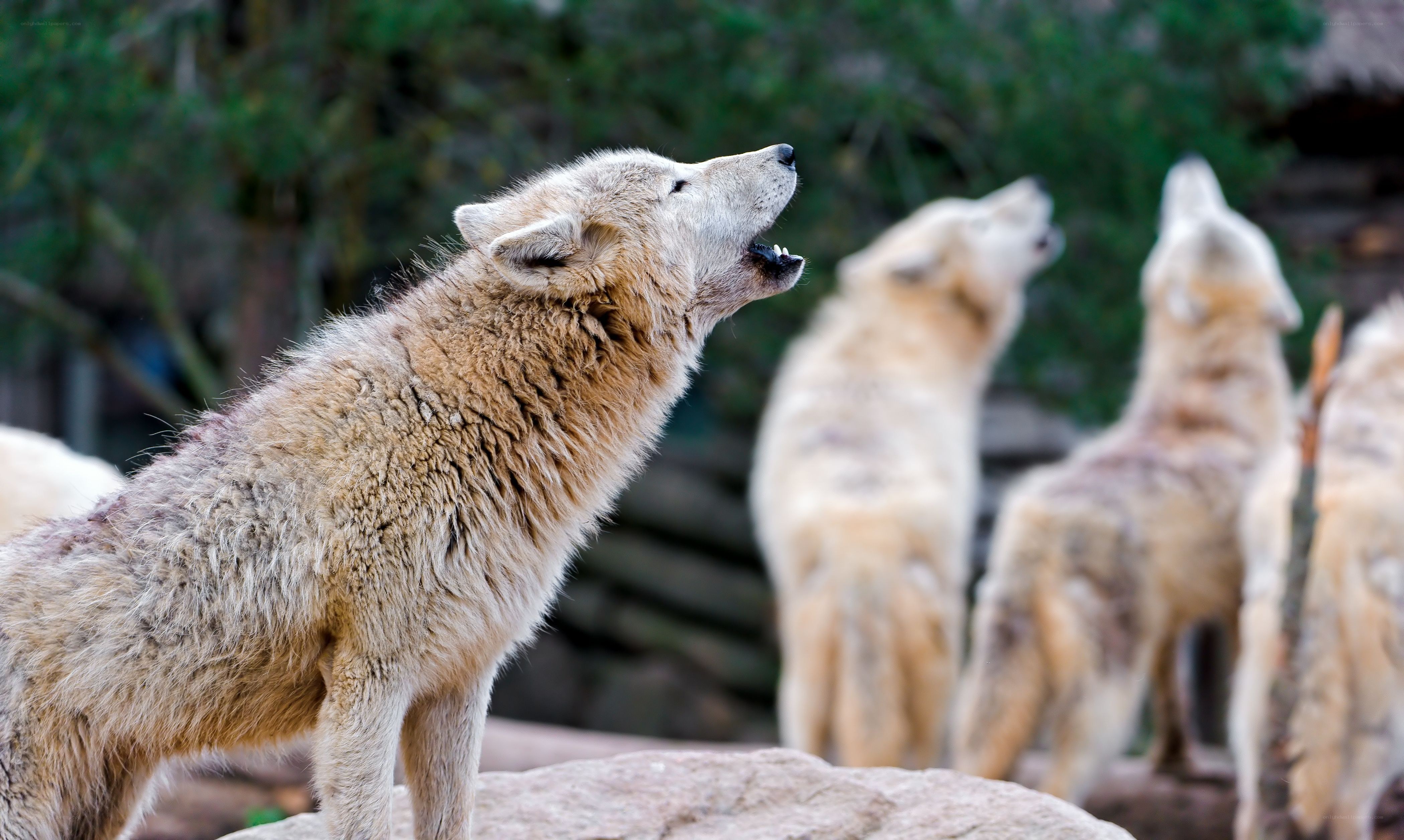 wolves howling in the wild