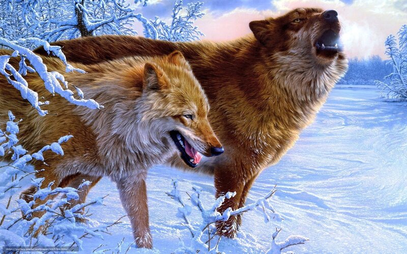 Wolves howling in winter