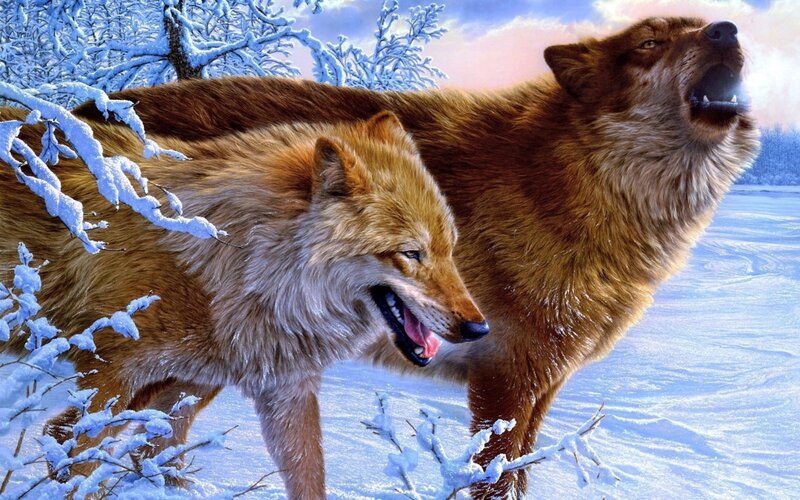Wolves howling in winter