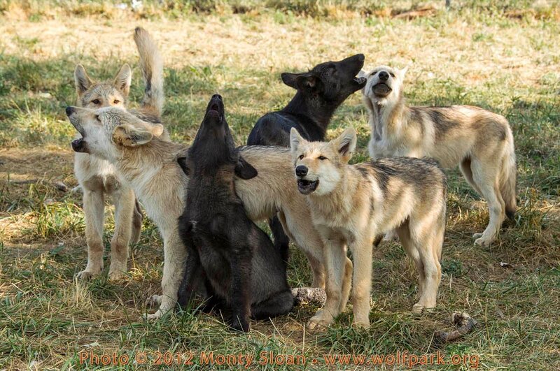 Wolves Howling Together