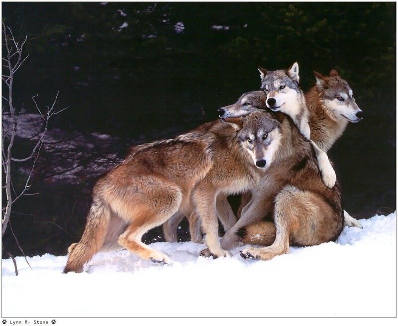 Wolves huddled in snow