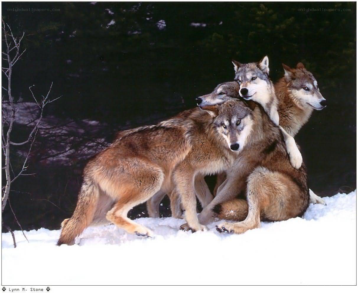 Wolves huddled in snow