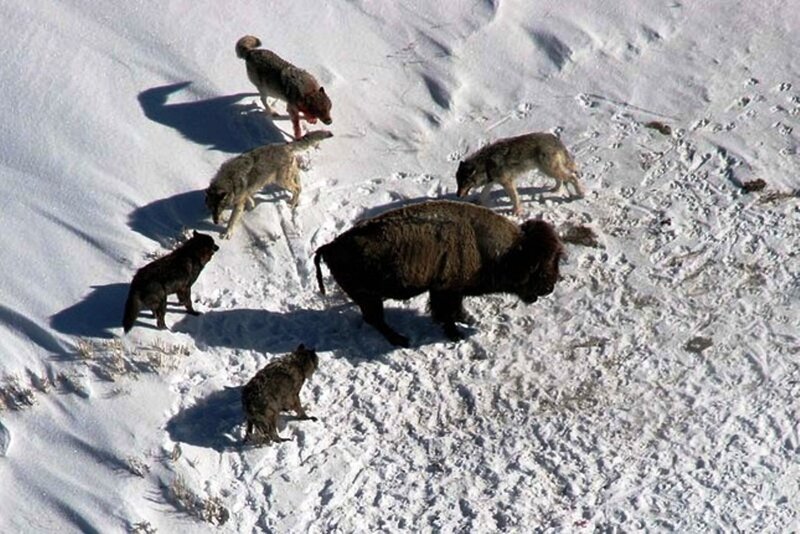 Wolves Hunting Bison