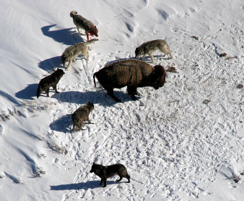 Wolves Hunting Bison — White