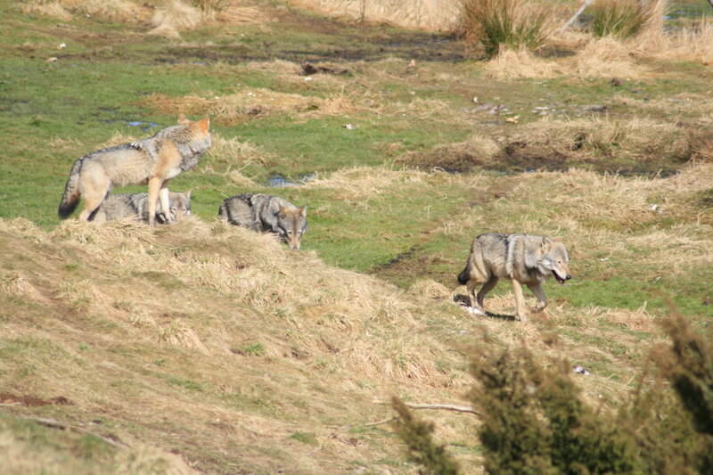 Wolves in a Field