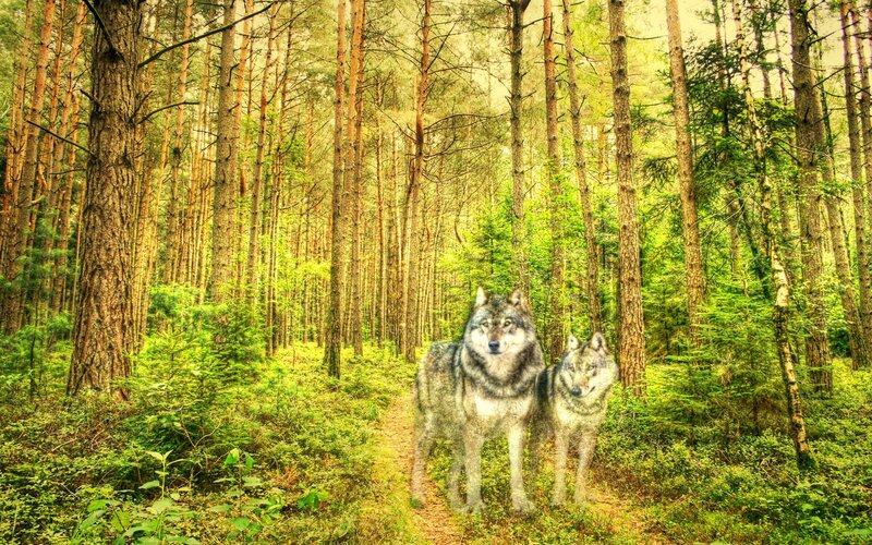 Wolves in a forest