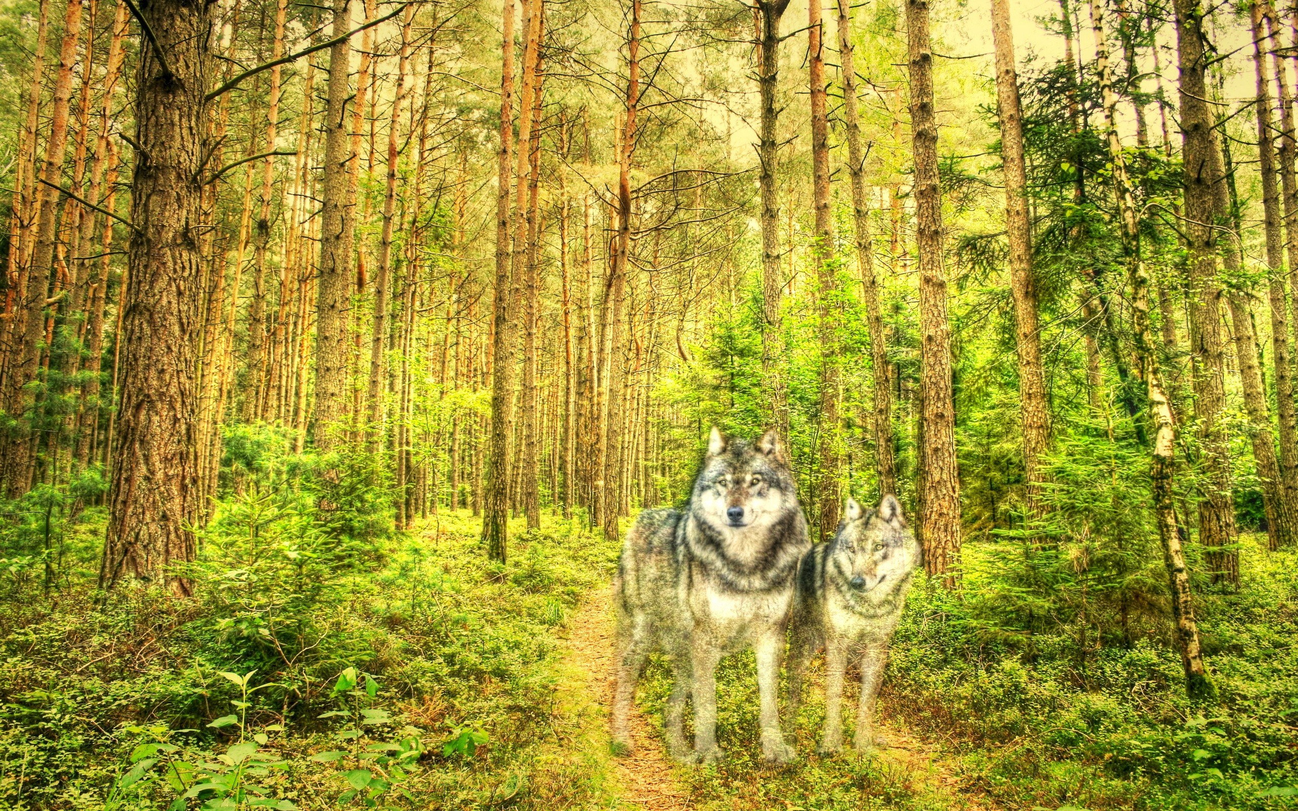 Wolves in a forest