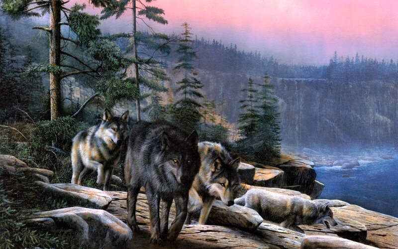 Wolves in a forest landscape