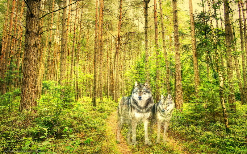 Wolves in a forest