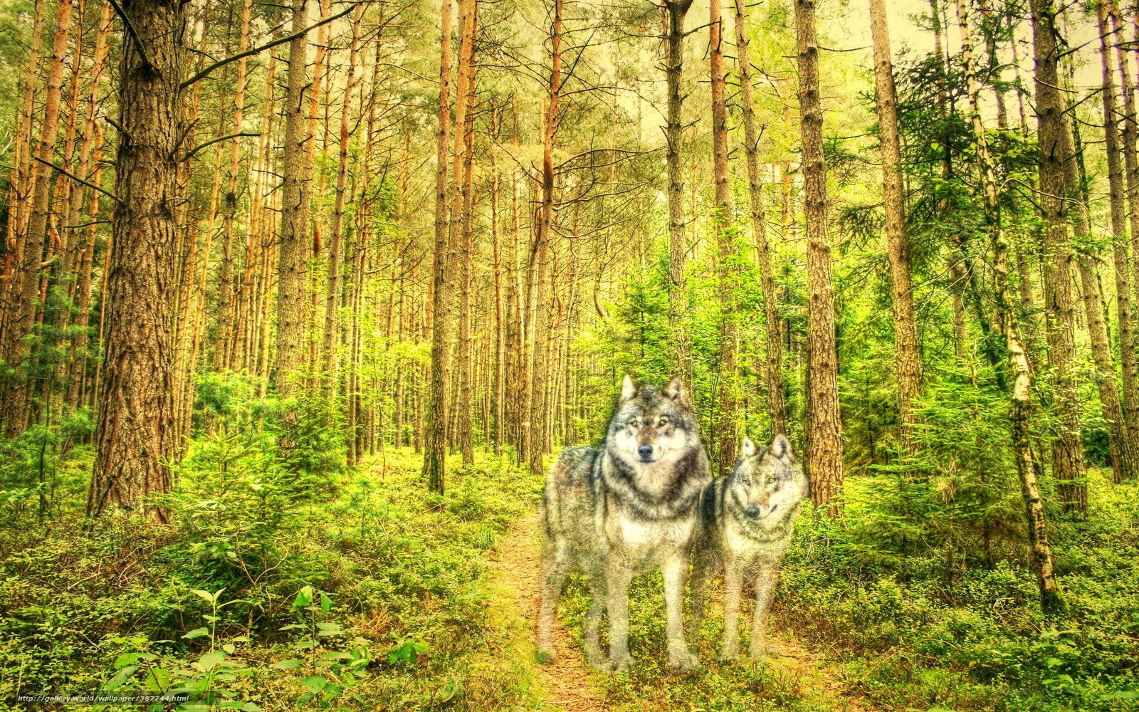 Wolves in a forest