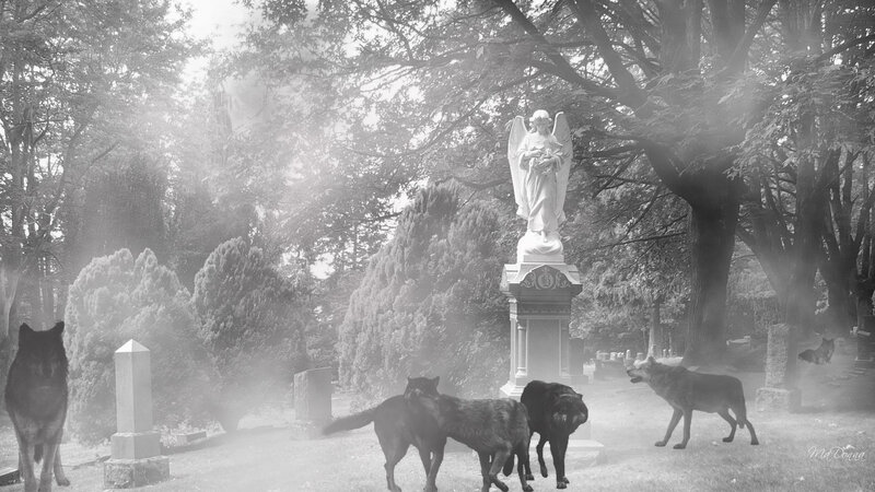 Wolves in a misty cemetery