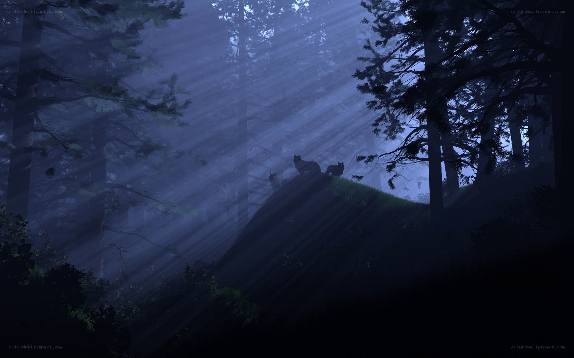 Wolves in a misty forest