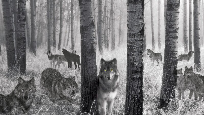 Wolves in a misty forest