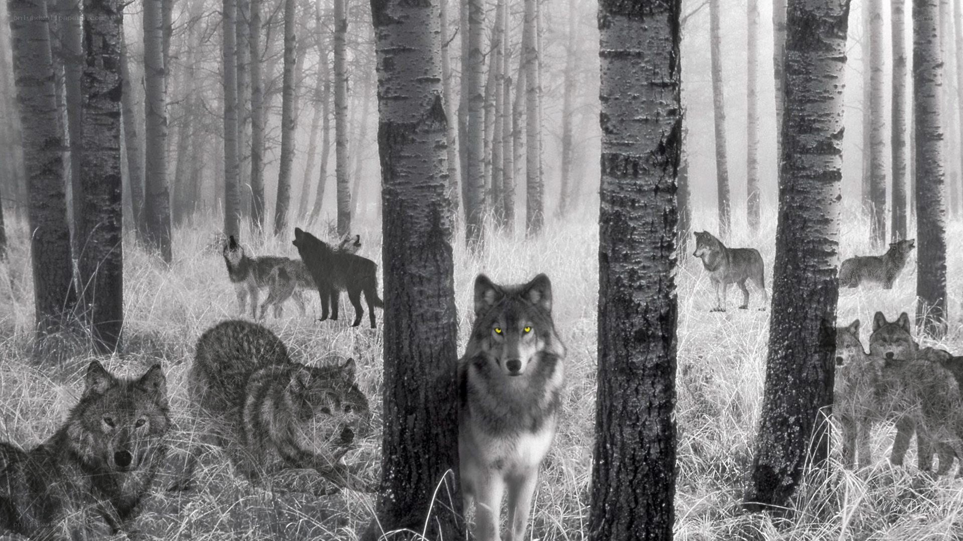 Wolves in a misty forest