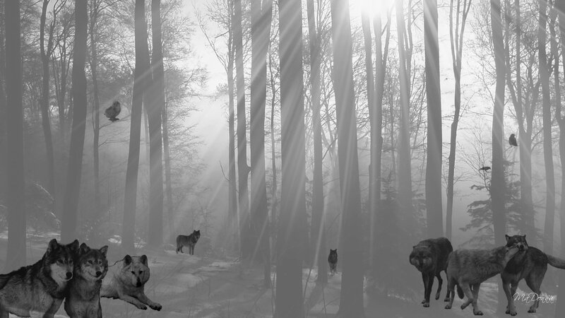 Wolves in a misty forest