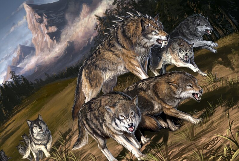 Wolves in a mountain pack