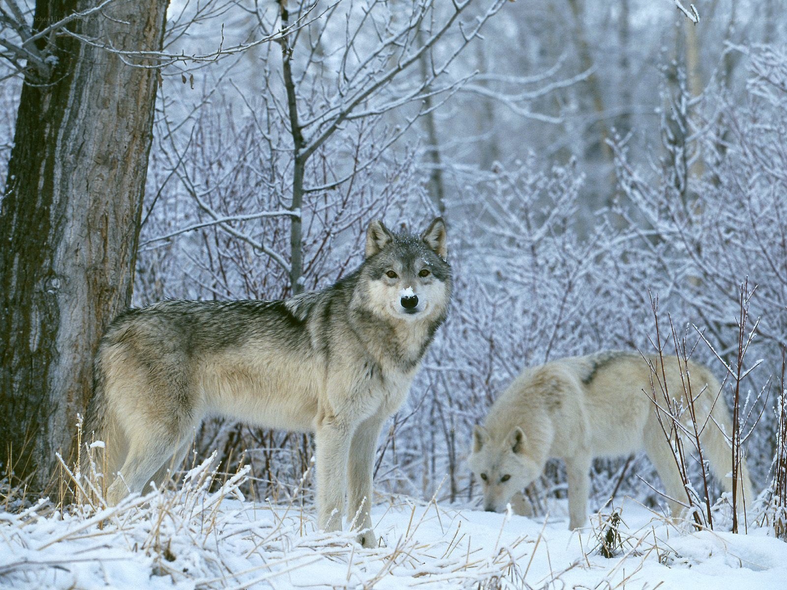 Wolves in a snowy forest