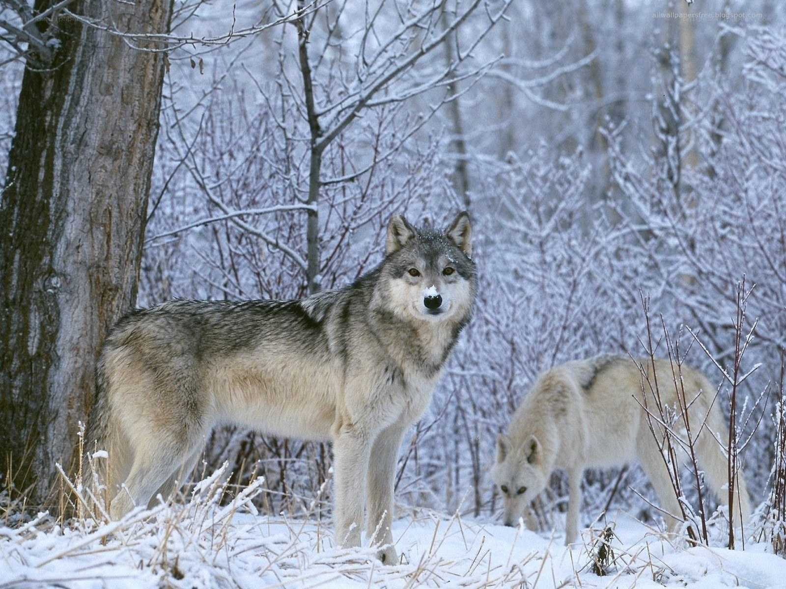 Wolves in a snowy forest