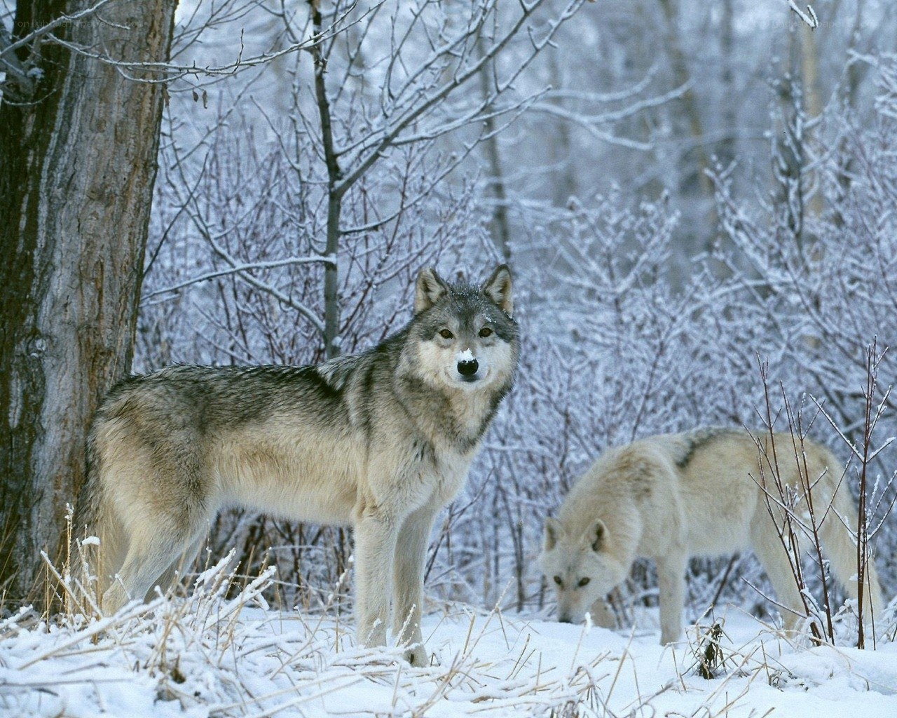 Wolves in a snowy forest