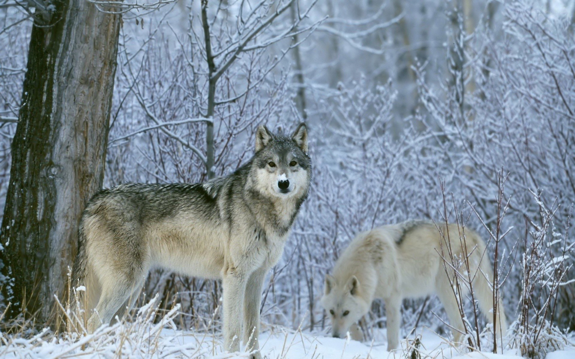 Wolves in a snowy forest
