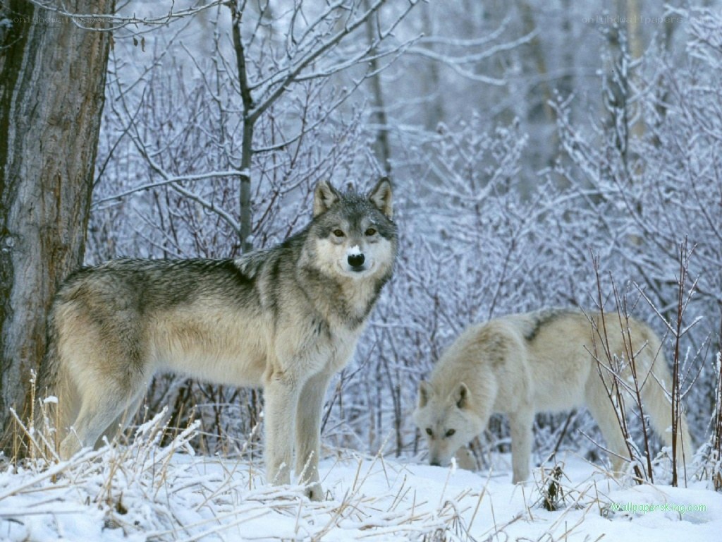 Wolves in a snowy forest