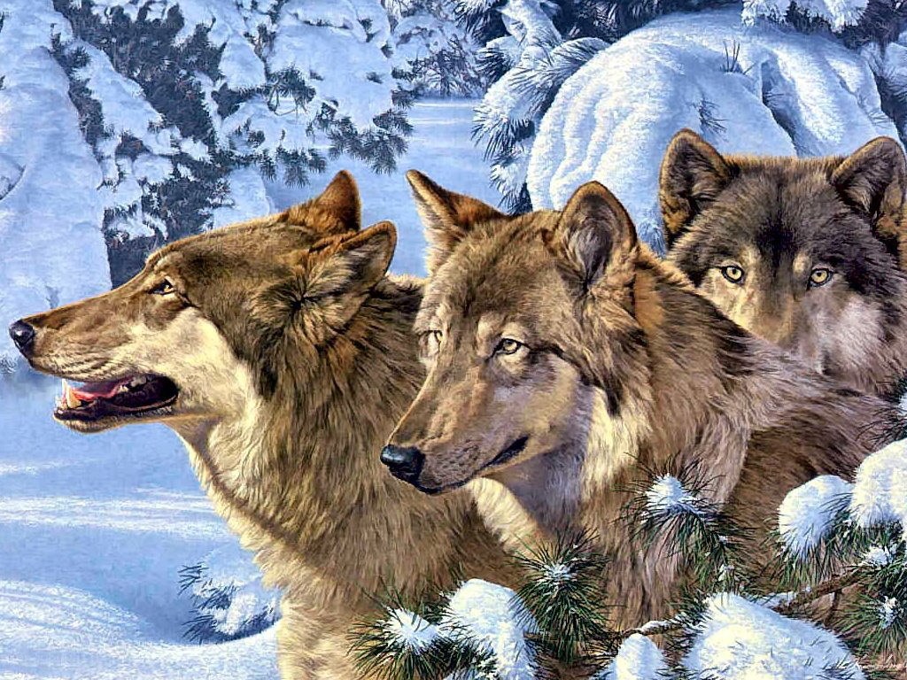Wolves in a snowy forest