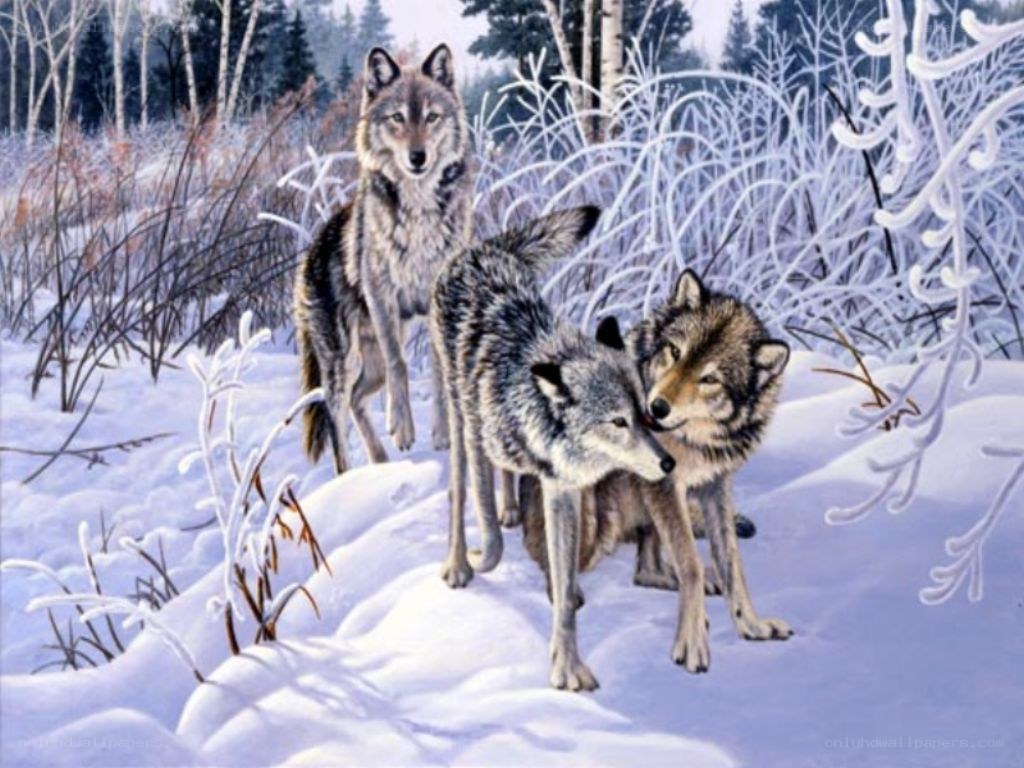 Wolves in a snowy forest