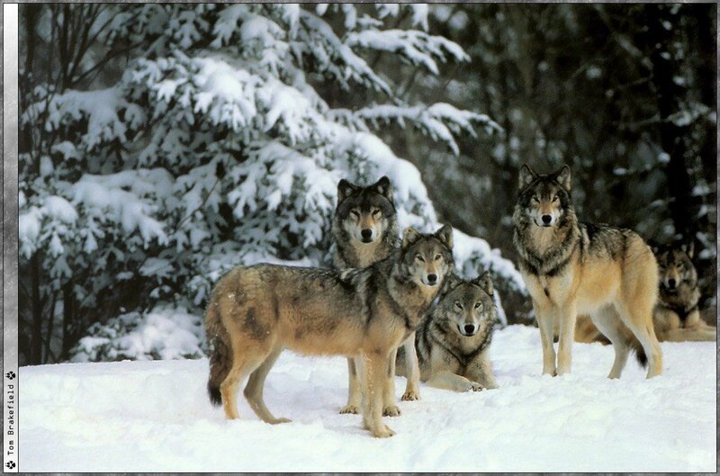 Wolves in a snowy forest
