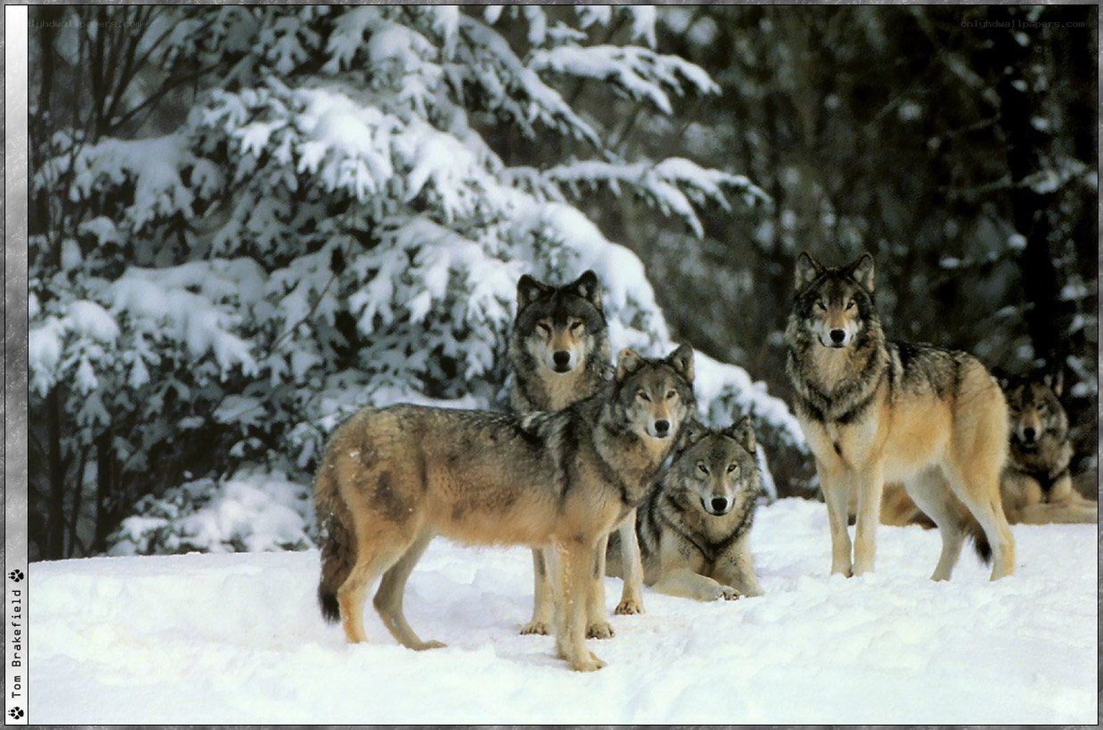 Wolves in a snowy forest