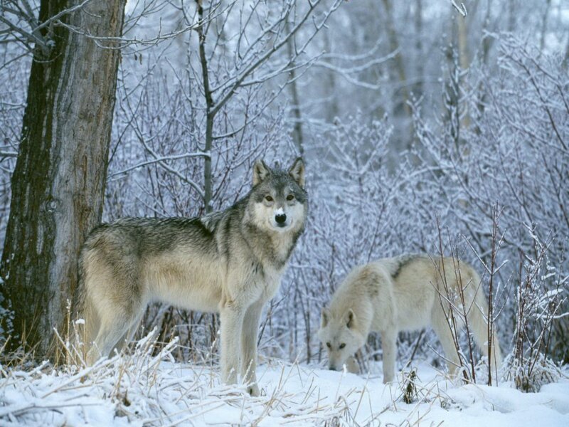 Wolves in a snowy forest