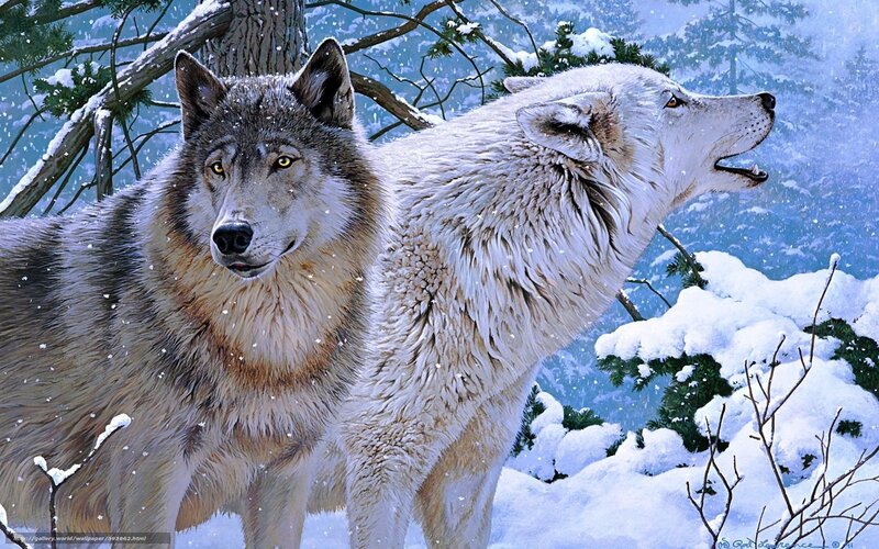Wolves in a snowy forest