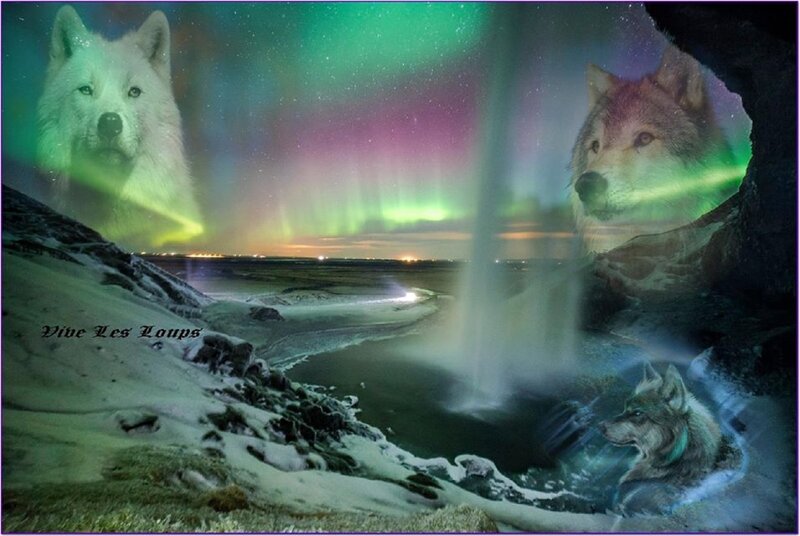 Wolves in Aurora