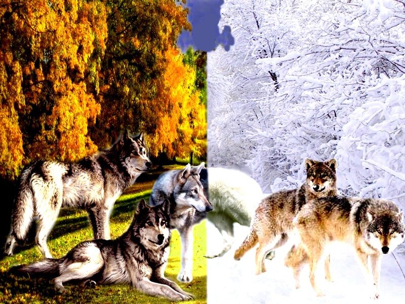 Wolves in Autumn and Winter