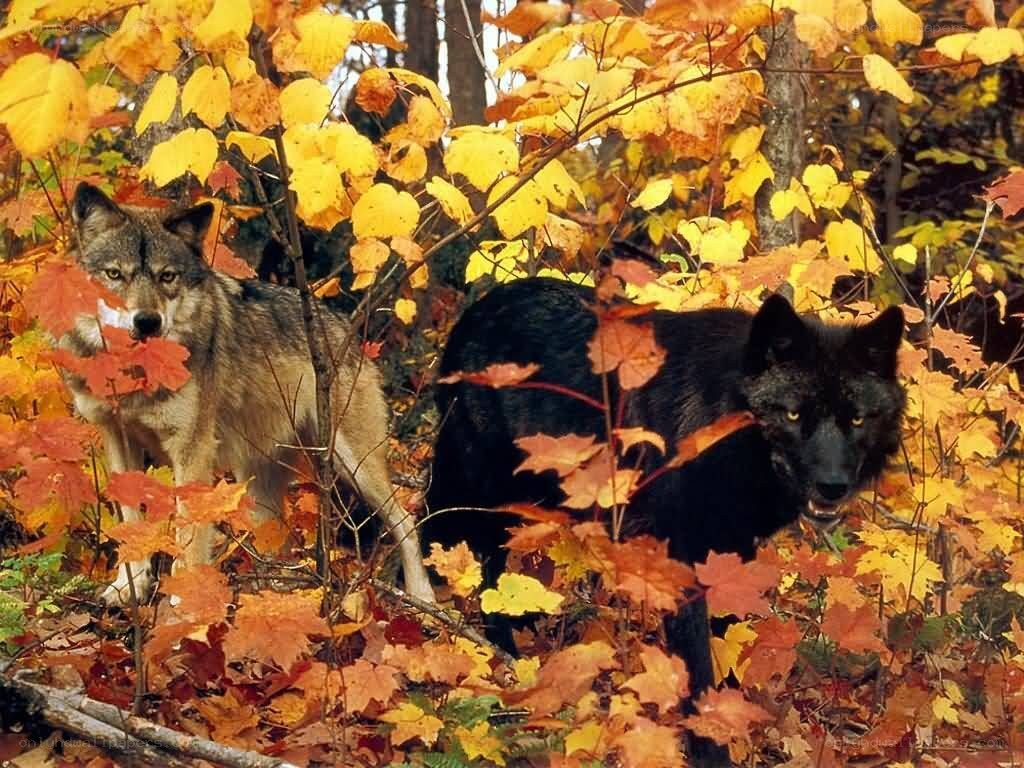 Wolves in autumn forest