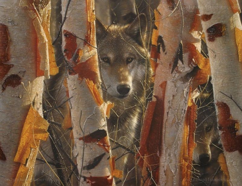 Wolves in autumn forest