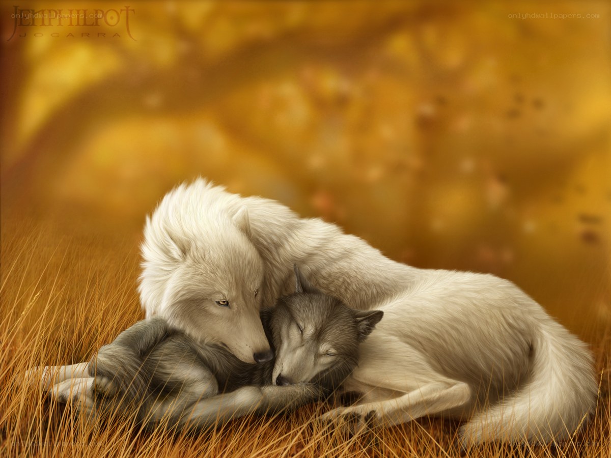 Wolves in autumn grass