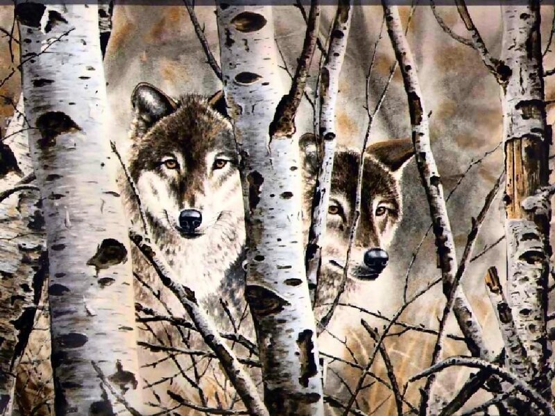 Wolves in birch forest