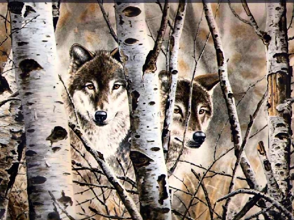 Wolves in birch forest