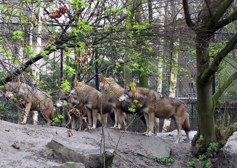 Wolves in Enclosure