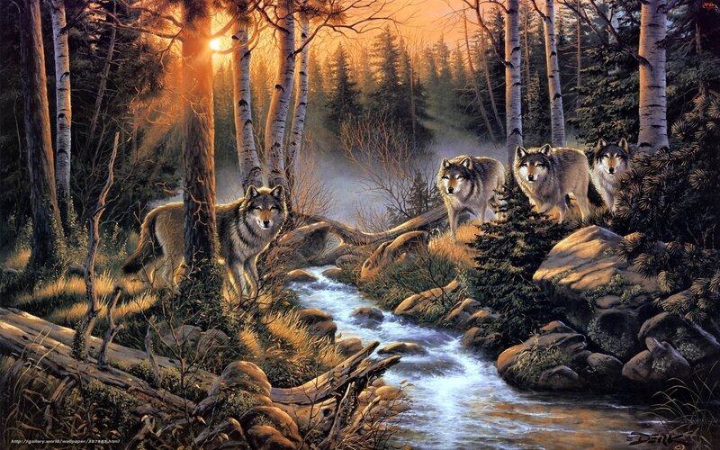 Wolves in forest at sunset