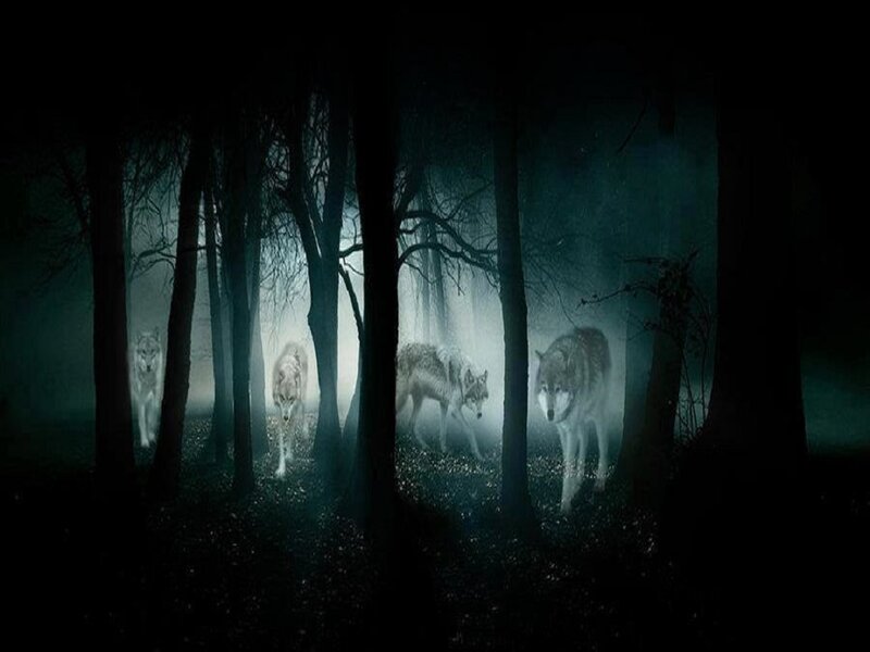 Wolves in Forest — Black, Dark