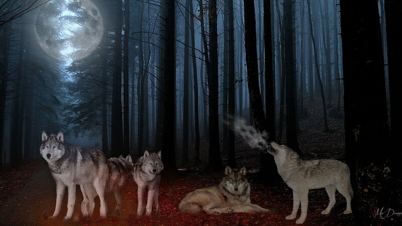 Wolves in Forest — Blue, Mysterious