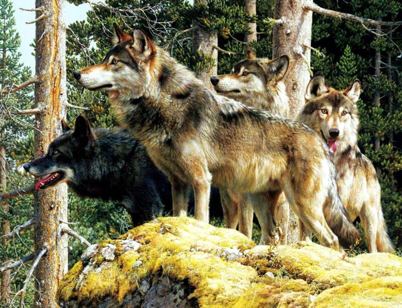 Wolves in Forest — Brown, Alert, Afternoon, Painting