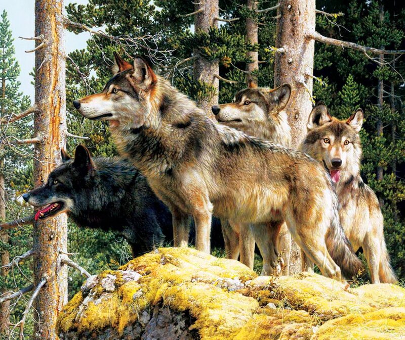 Wolves in Forest — Brown, Alert, Afternoon