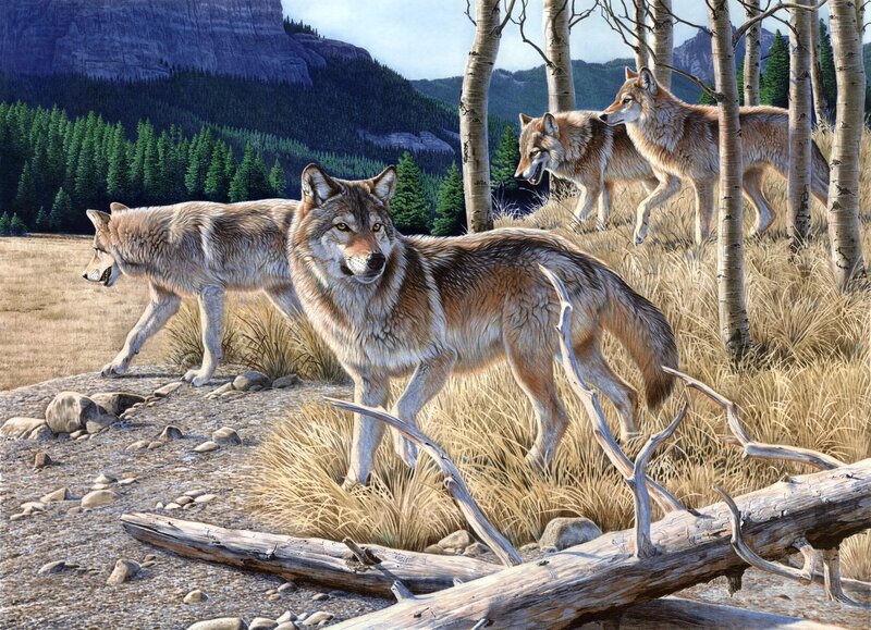 Wolves in Forest — Brown, Natural, Afternoon, Illustration