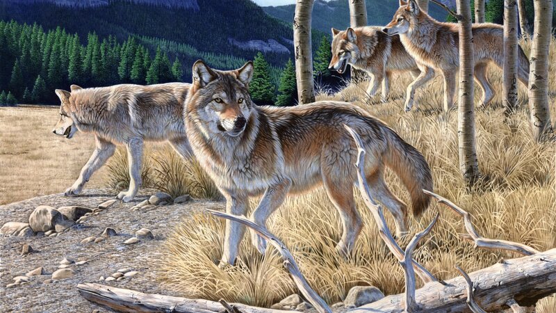 Wolves in Forest — Brown, Natural, Afternoon