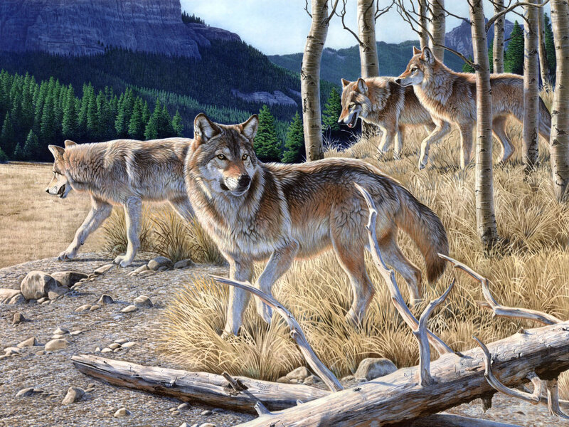 Wolves in Forest — Brown, Natural
